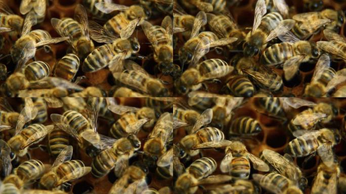 蜂巢上的蜜蜂蜜蜂巢蜂蜜马蜂窝