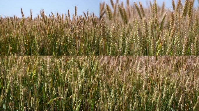 麦子小麦麦穗待熟的麦子