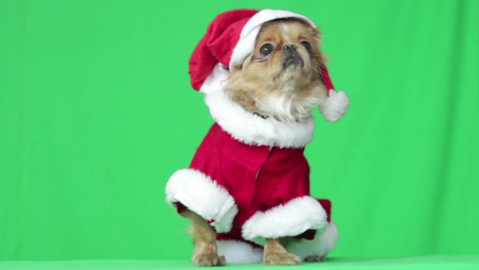 装扮成圣诞老人的小狗