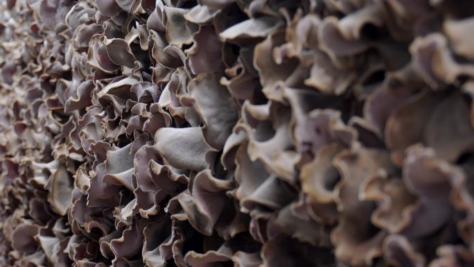 毛木耳菌菇大棚大棚木耳黑木耳木耳种植