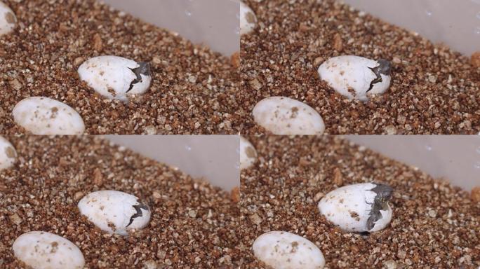 龟蛋孵化出生 破壳中华草龟乌龟