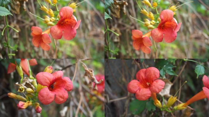 凌霄花，喇叭花