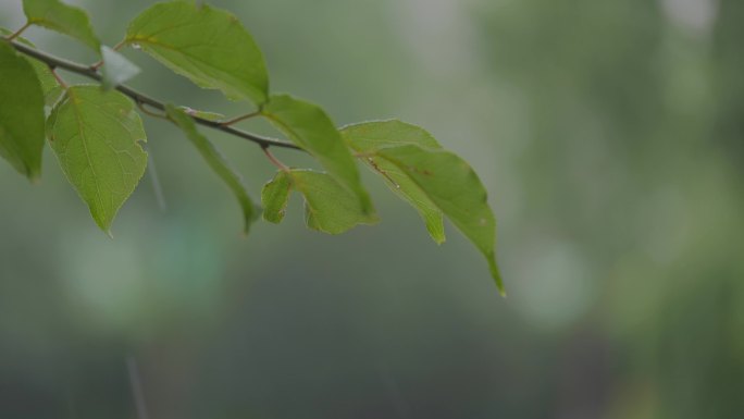 雨天中的树叶