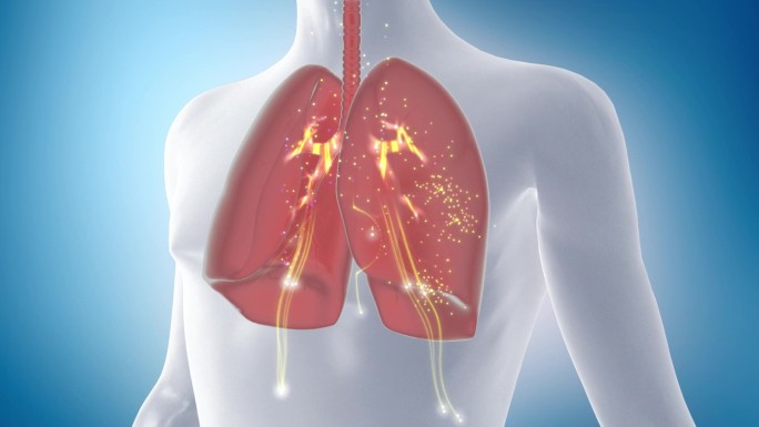 三维人体肺部机理动画