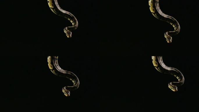 悬挂的皇家蟒蛇野生动物世界眼镜蛇国家保护