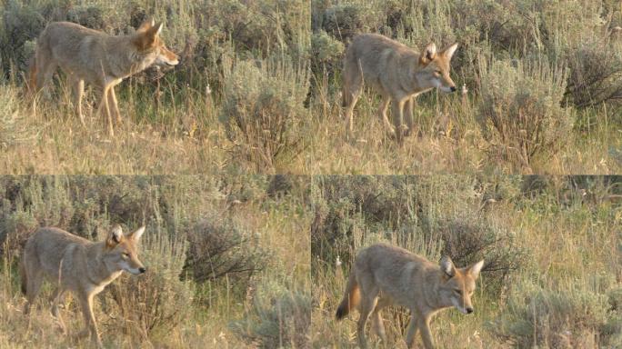 在寻找食物的狼国家森林公园4K大草原狩猎