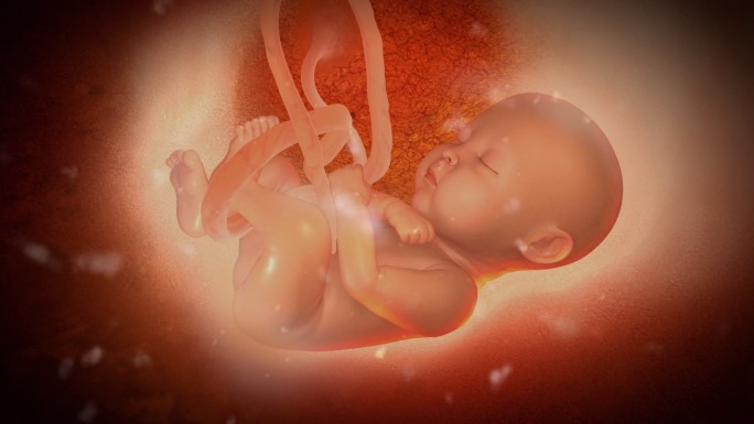 子宫内的胎儿胎儿怀孕