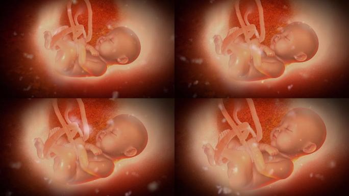 子宫内的胎儿胎儿怀孕