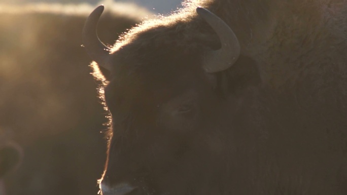 欧洲野牛野生动物耗牛
