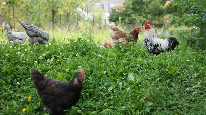 自由放养的鸡在花园里吃草