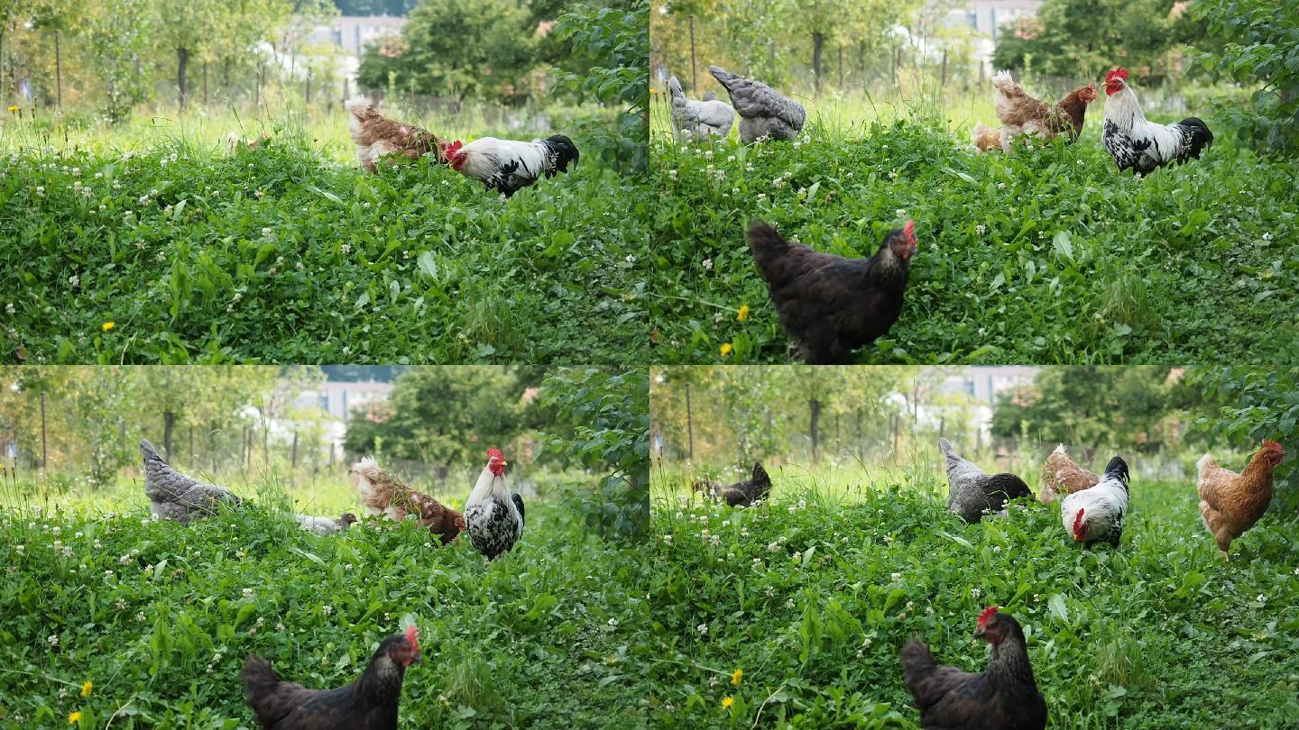 自由放养的鸡在花园里吃草