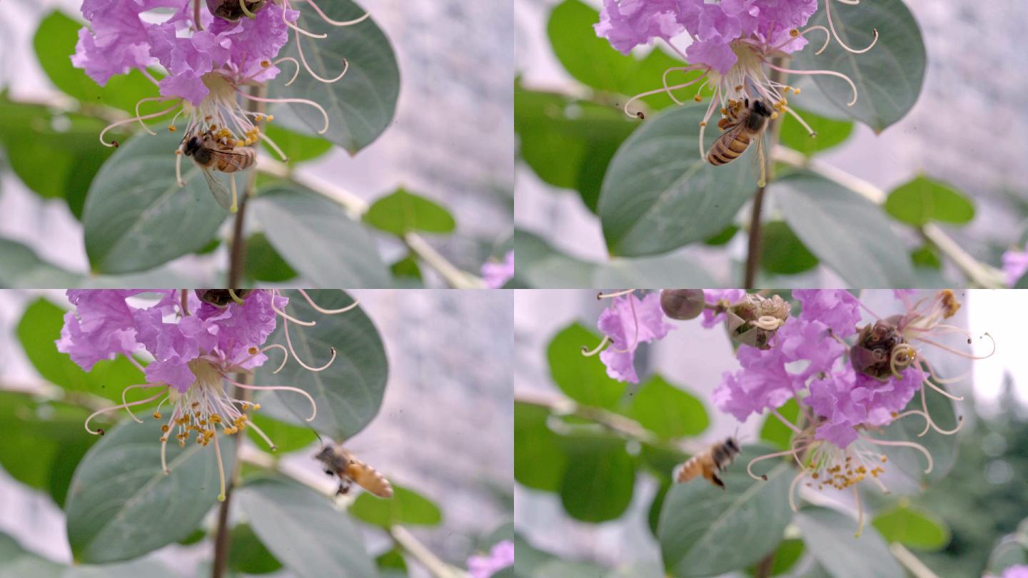 一只蜜蜂在采蜜