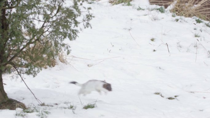 雪地里的白鼬