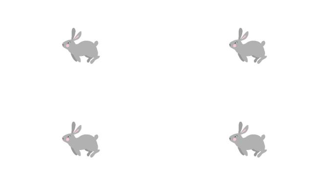 白色背景上的兔子二维动画。