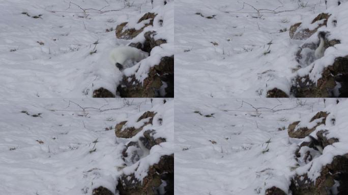 雪地里的白鼬