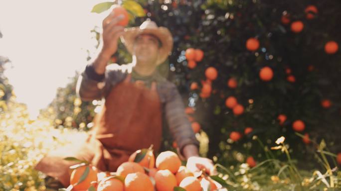 农民在看果园里的新鲜橘子