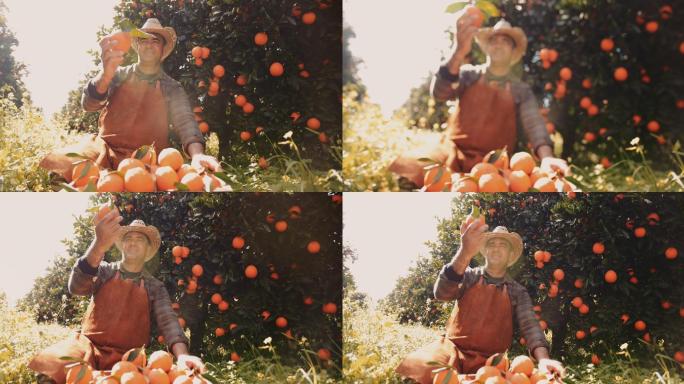 农民在看果园里的新鲜橘子