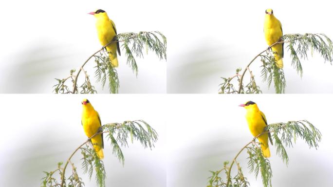 一个黄鹂鸣翠柳，好听的黄鹂鸟叫声