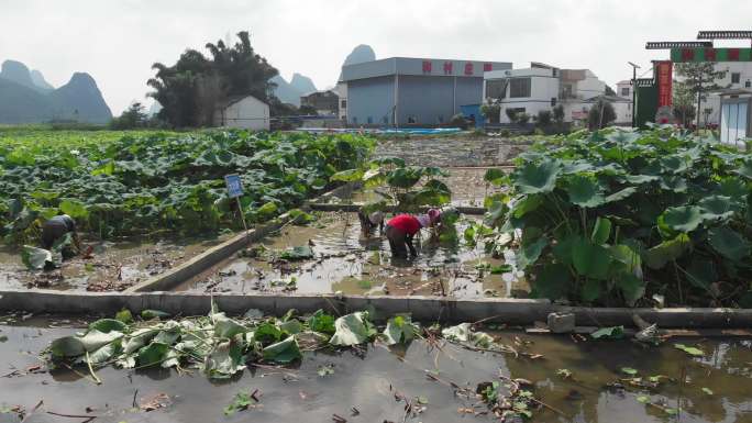 广西柳州采摘莲藕示范区基地