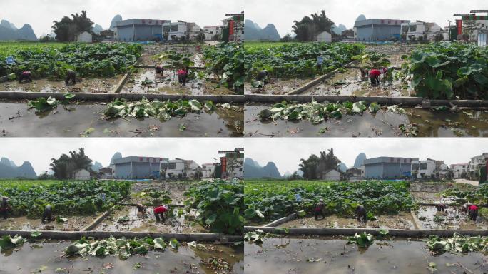 广西柳州采摘莲藕示范区基地