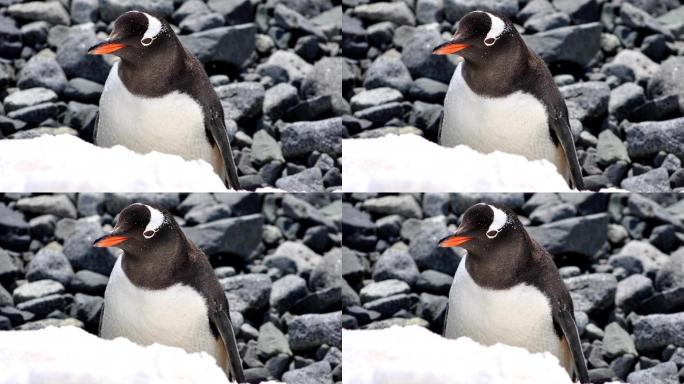 帝企鹅在冻土上的自然栖息地