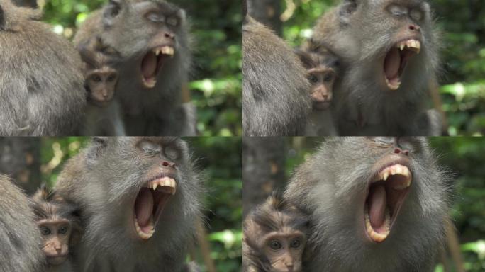 巴厘猴张开嘴内牙齿和尖牙的细节