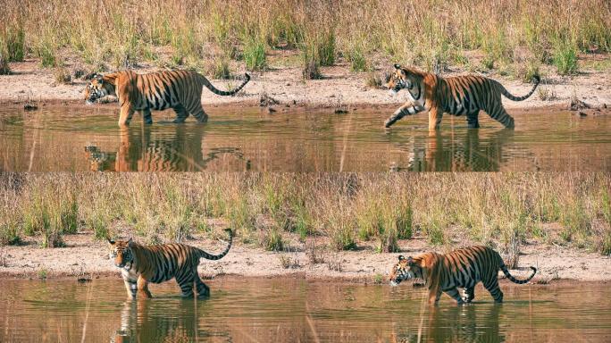 在水里行走的老虎