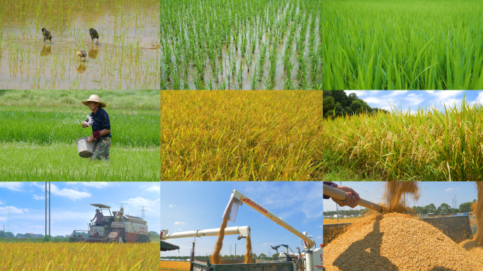 水稻生长各个阶段