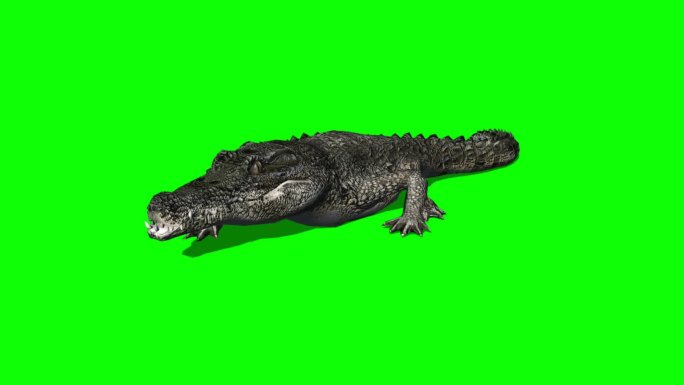 鳄鱼走向镜头-绿色屏幕