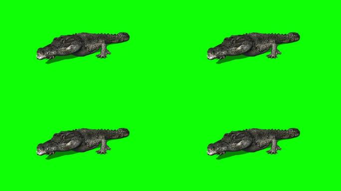 鳄鱼走向镜头-绿色屏幕