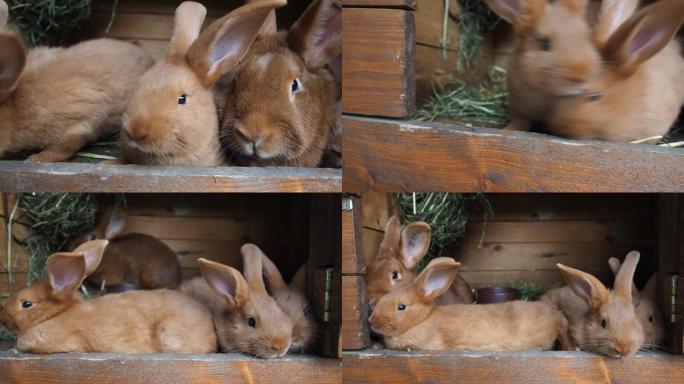 可爱的兔子在小屋里