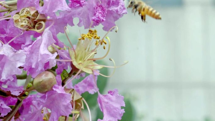 蜜蜂采蜜慢动作