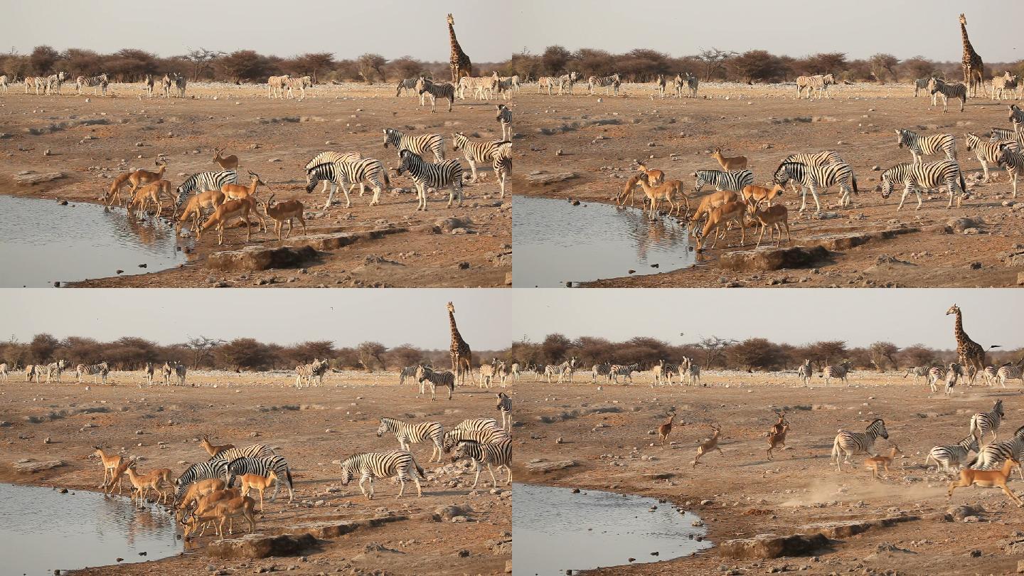 黑斑羚、斑马和长颈鹿在喝水时受惊