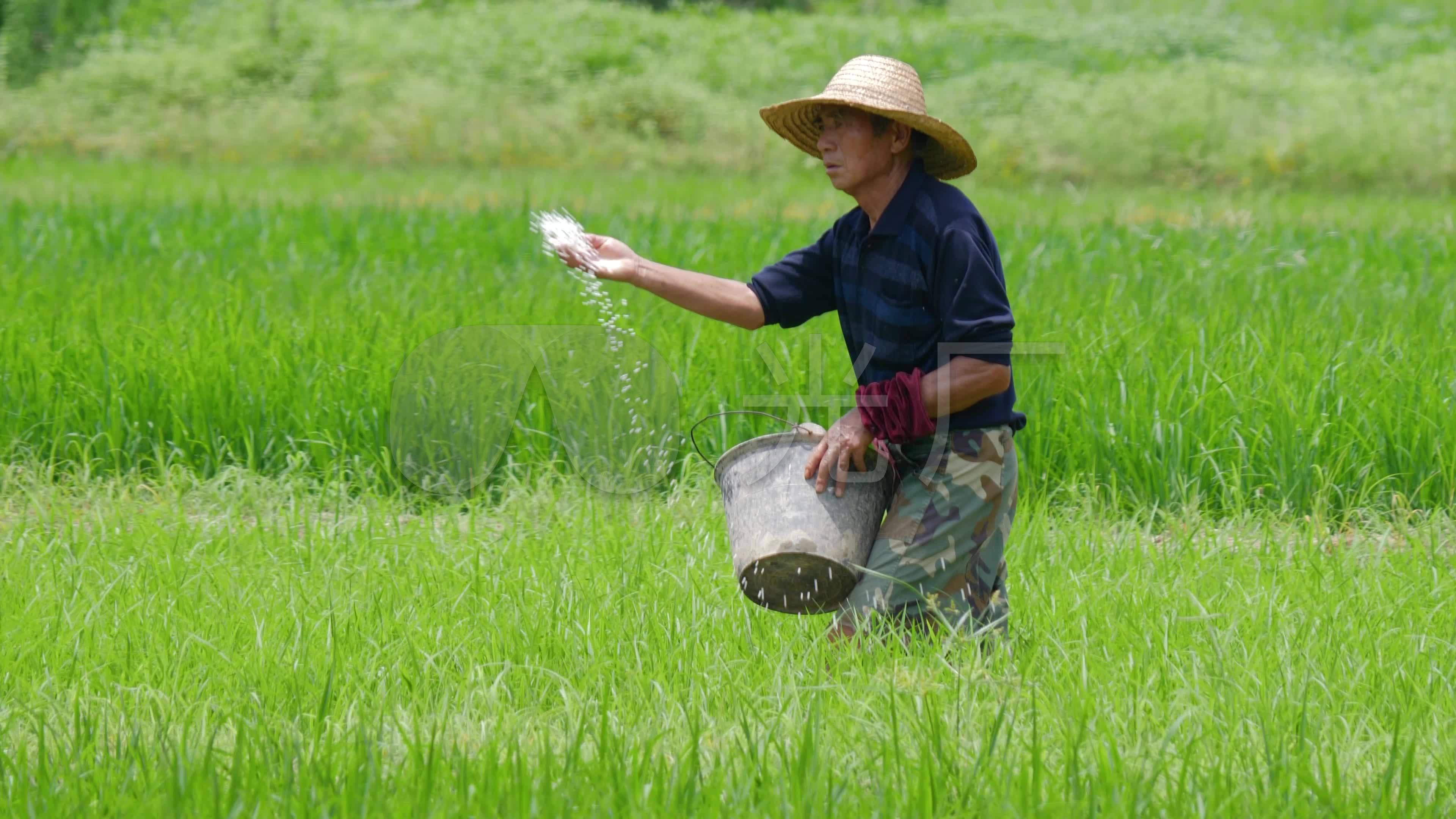 美好的回忆，帮家里干农活，很多庄稼你们不认识 - 知乎