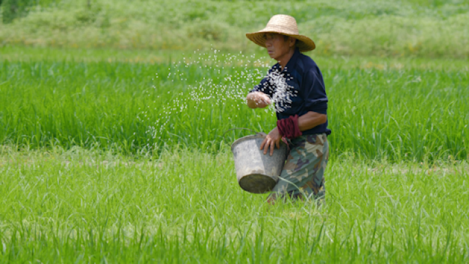 【4K】农民撒肥料撒化肥稻田