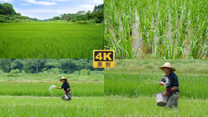 【4K】农民撒肥料撒化肥稻田