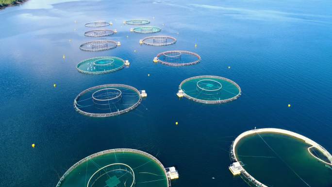 挪威农场鲑鱼捕捞的空中镜头