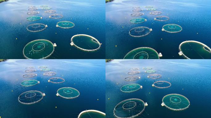 挪威农场鲑鱼捕捞的空中镜头