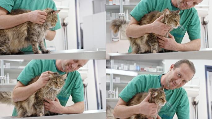 兽医正在抚摸猫咪