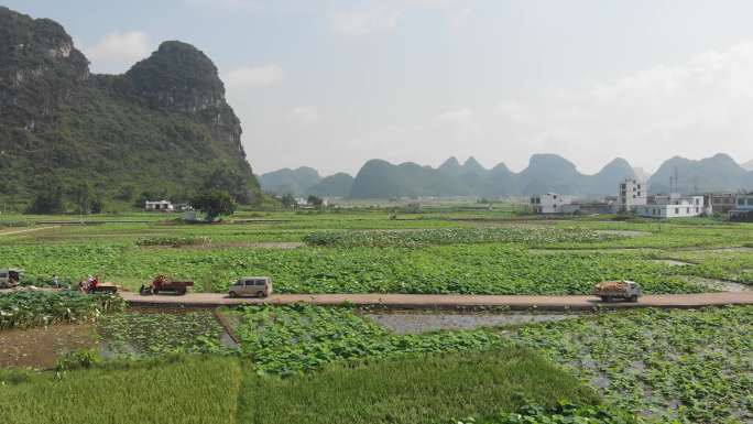 广西柳州采摘莲藕示范区基地