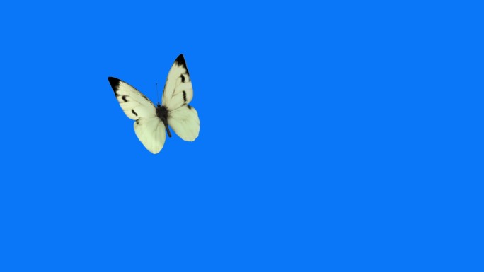 白色的蝴蝶
