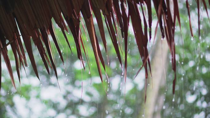 树叶屋顶的雨滴