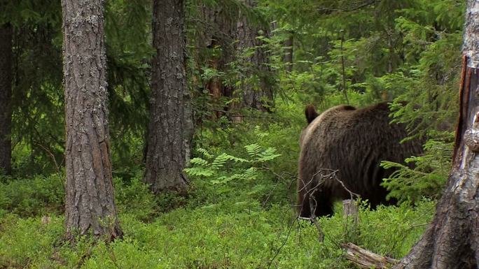 棕熊一家在森林中漫步