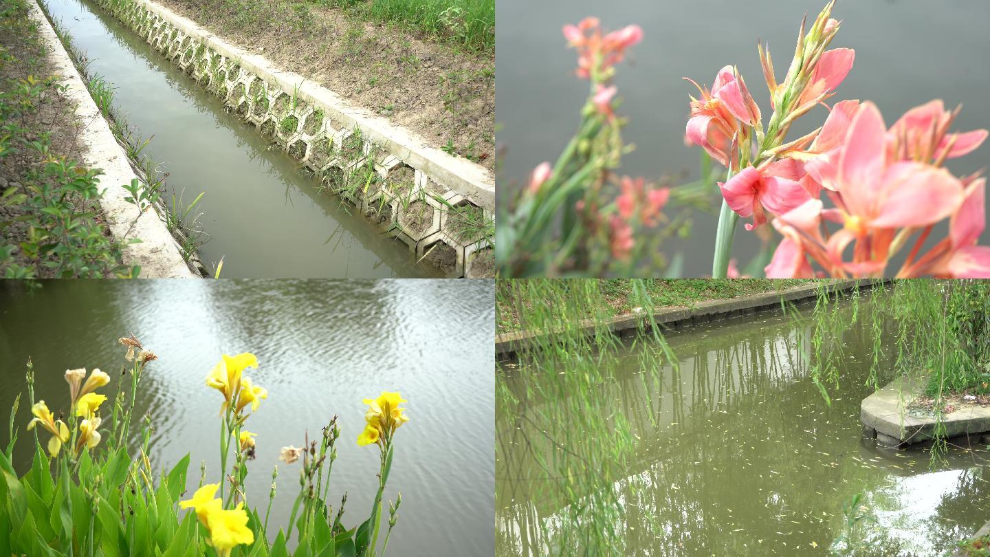 生态沟渠各种水生植物生活环境脏乱差