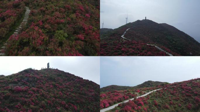 石城县八卦脑景区杜鹃花航拍