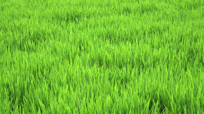 水稻田秧苗农业生产刚种植稻谷