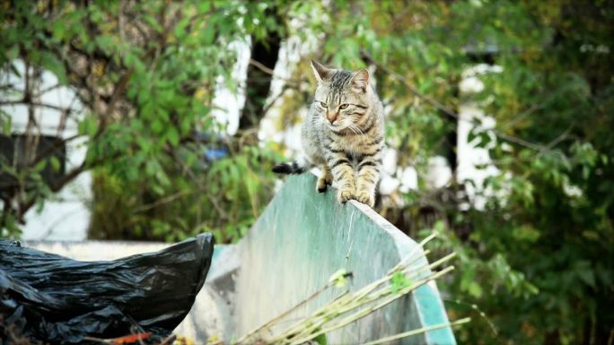 猫站在垃圾池边上