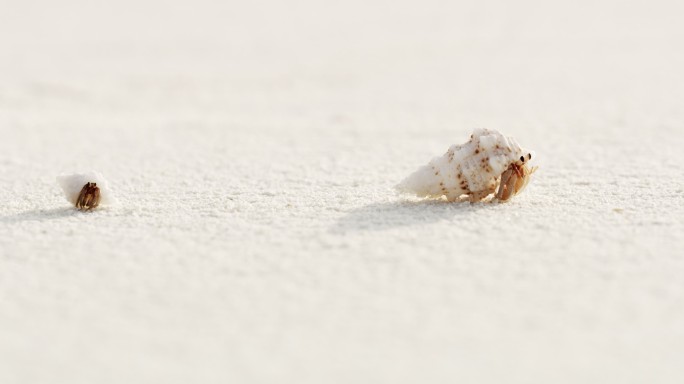 白色沙滩上，贝壳里冒出来的沙蟹在奔跑