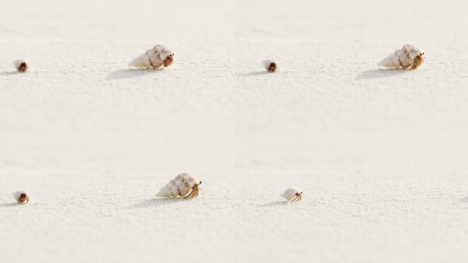 白色沙滩上，贝壳里冒出来的沙蟹在奔跑
