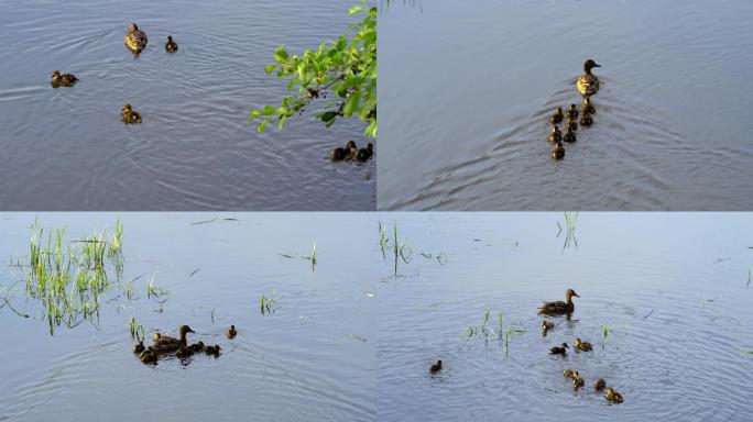 鸭子和小鸭在湖上游泳